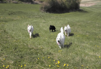 Dyra, Attila, Coralie, Jorsch